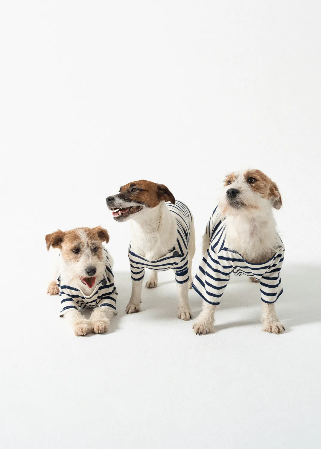Saint James Toutounière marinière chien écru marine coton