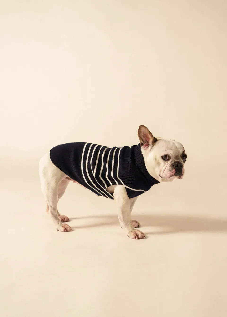 Saint James Toutoupull pull chien navy phosphorescent