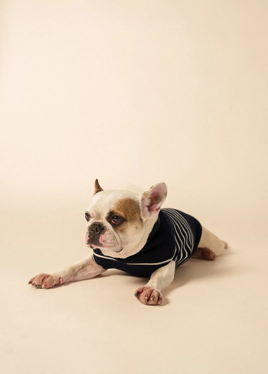 Saint James Toutoupull pull chien navy phosphorescent