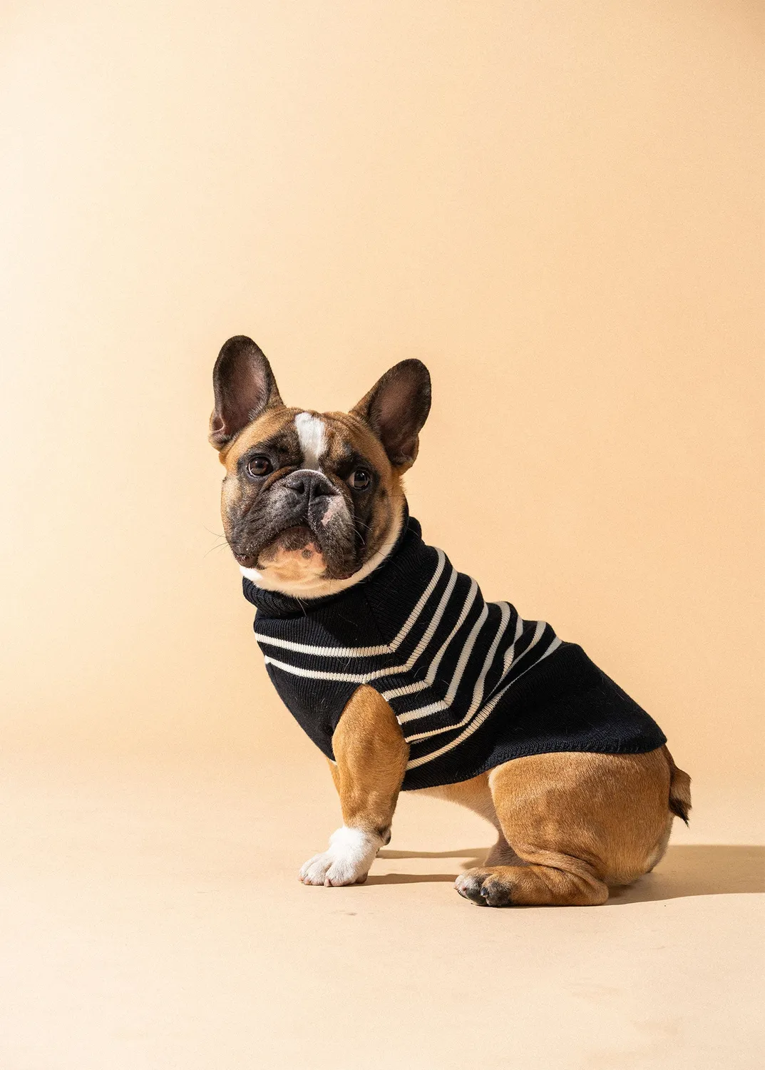 Saint James Toutoupull pull chien laine navy écume