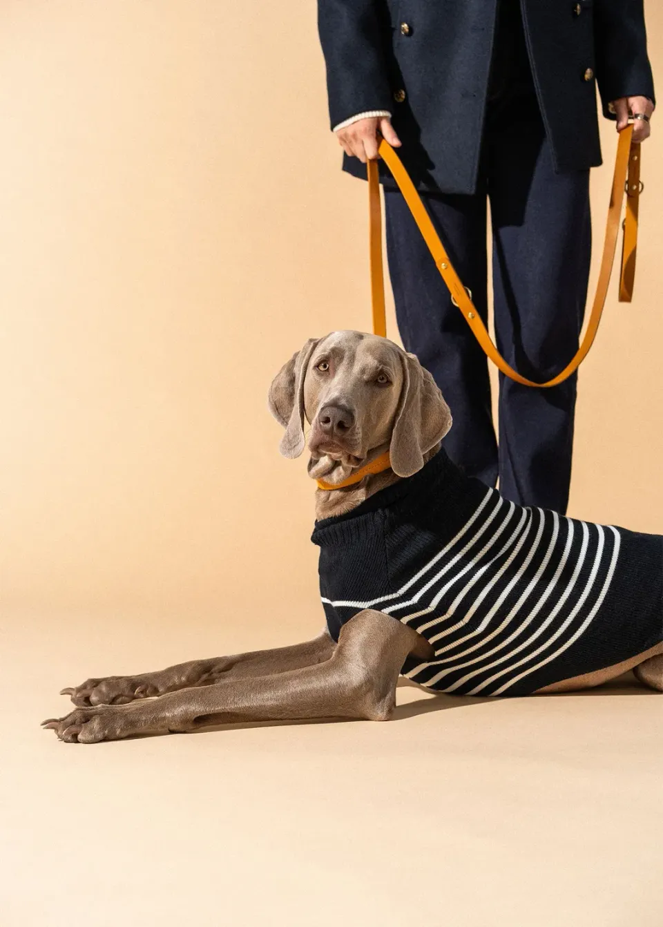 Saint James Toutoupull pull chien laine navy écume