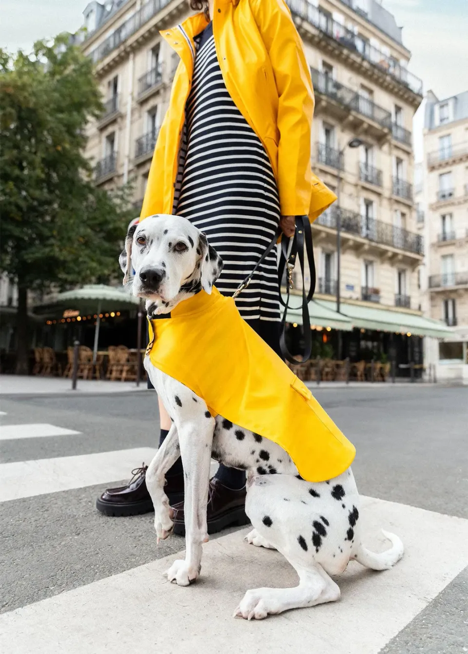 Saint James Toutouciré ciré pour chien jaune uni