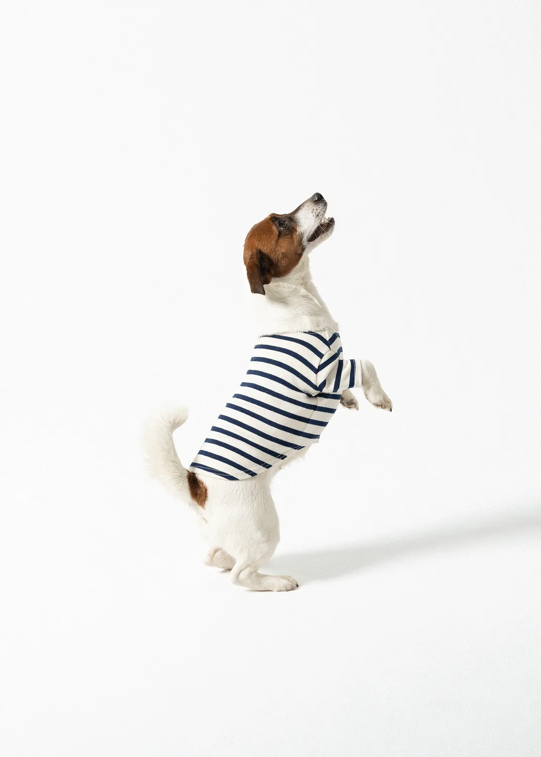 Saint James Toutounière marinière chien écru marine coton